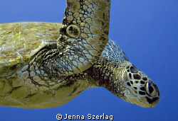 Hawaiian Green sea Turtle taken at Ulua Beach dive site o... by Jenna Szerlag 